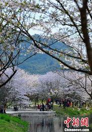樱花盛开,樱花盛开的美景巡礼